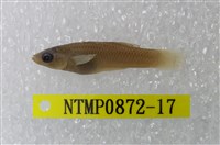 藏品(大肚魚)的圖片